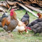 Mini jeux Chicken casino : quel est ce jeu d&rsquo;argent avec les poulets ?